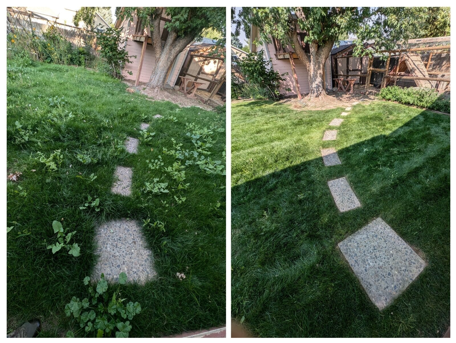Side-by-side comparison showing overgrown lawn transformed to pristine condition after TSC lawn care service