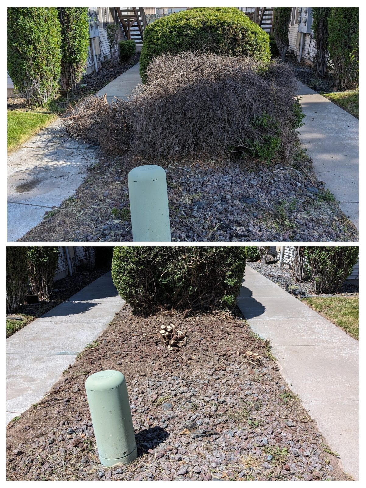 Complete shrub removal project showing dense overgrowth cleared from property